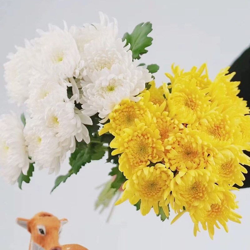 江苏黄白菊花基地直发