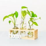 Офис декоративный настольный столик доля зеленый укроп гидропонный растение водное цветочное горшок маленький свежий свежий из гостиной стеклян