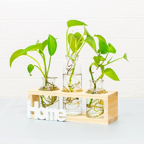 Офис декоративный настольный столик доля зеленый укроп гидропонный растение водное цветочное горшок маленький свежий свежий из гостиной стеклян