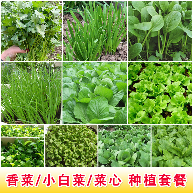 Small Cabbage Family Balcony Vegetable Seeds Season of Vegetable Garden Potted Vegetable Garden Potted Lettule Cilantro Easy To Grow Strawberry Rapeseed