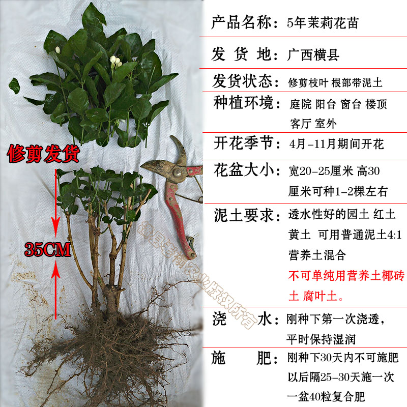 横县双瓣复瓣白茉莉花老桩盆栽室内阳台庭院绿植泡茶茉莉