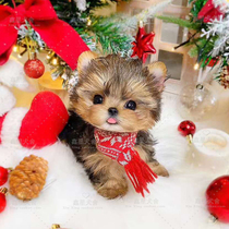 Purebred Yorkshire Terrier Puppies Pet Dog Live Tea Cup Dog Small Home Play Yorkshire Long-Hairy Dog