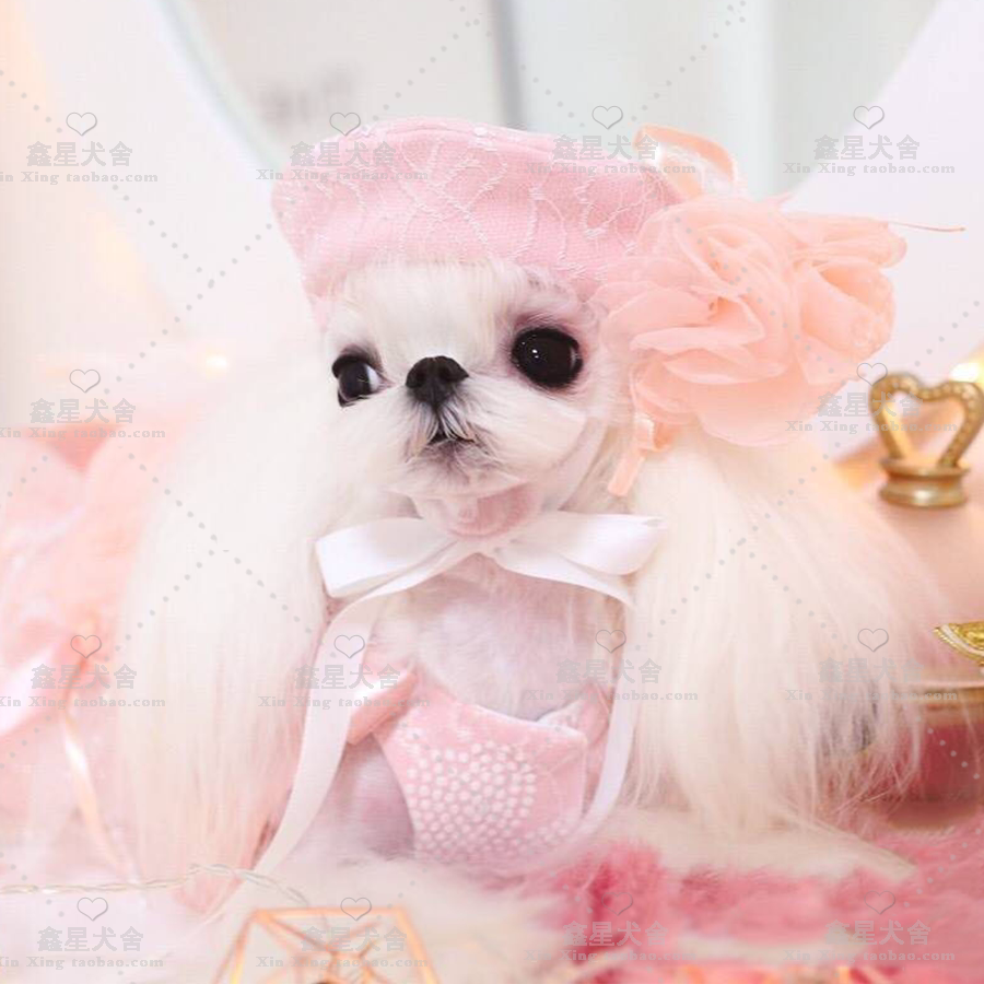 Home Breeds Pure Breed Racing Class Marzis Juvenile Dog Living Pet Dog Marzis Dog Mini Dog Puppies