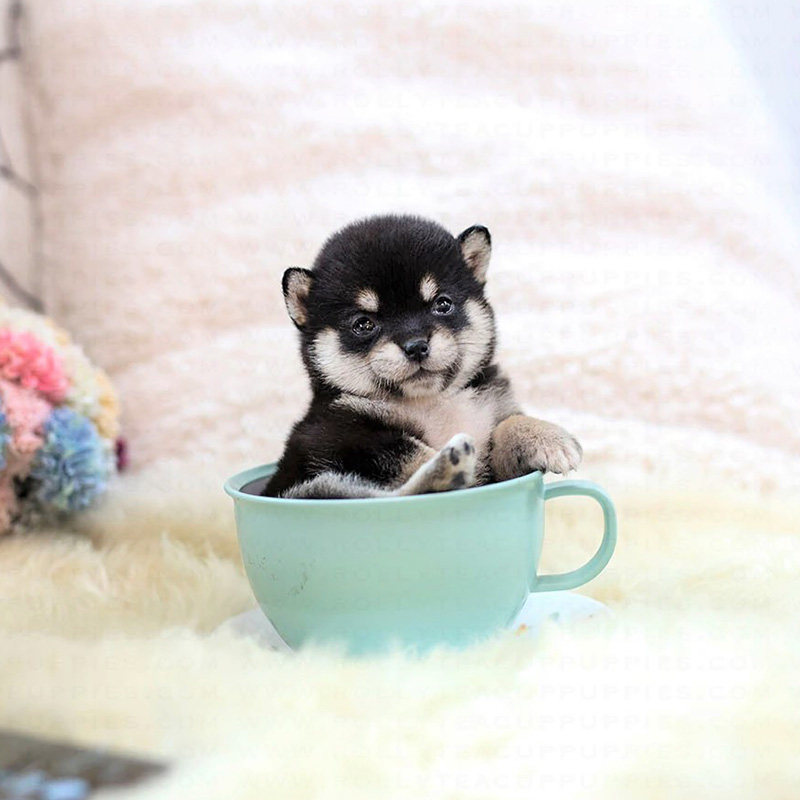 Japan Imports Firewood Dogs Puppies Dou Chai Pure Breed Black Firewood Living Pet Pooch Small Red Chai Dog Bi Pedigi Seki