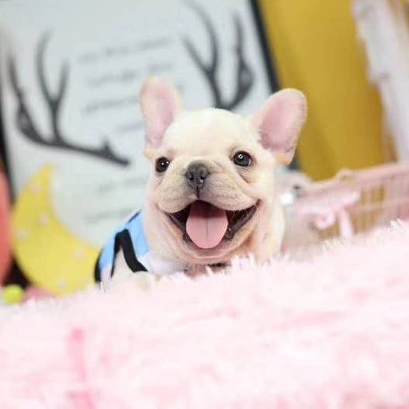 Sale Pure Breed French Bulldog Puppies Live Pure Color Black White Milk Oil Color Red Bulldog Pet Dog