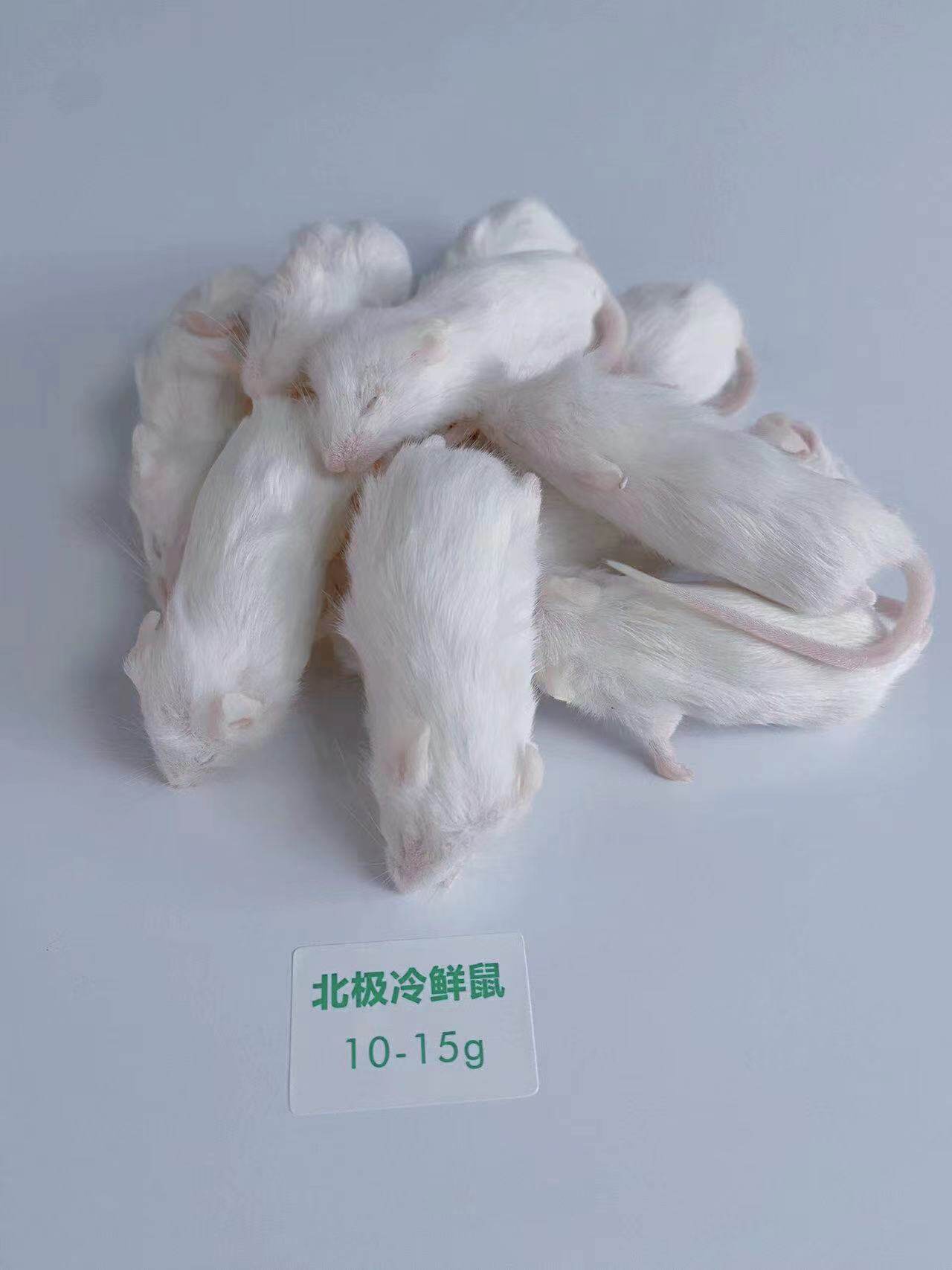 北极冷鲜鼠 冰冻小白鼠 爬宠冻老鼠乳鼠白霜红皮跳跳宠物蛇食物鼠 detail 7