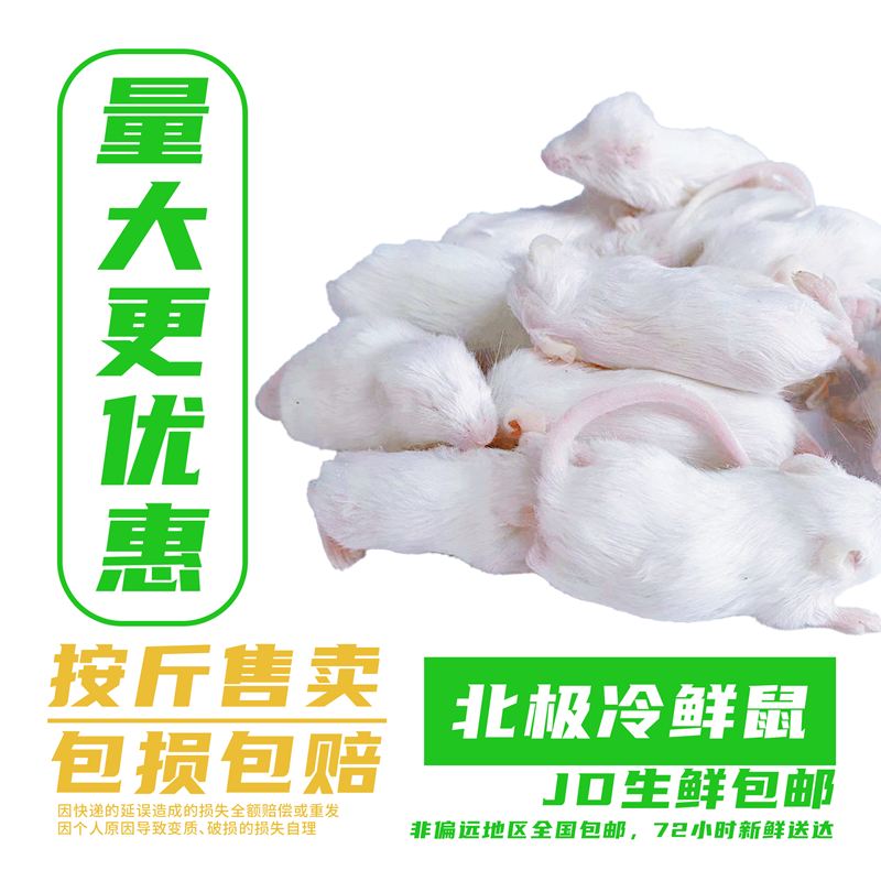 饲料冰冻小白鼠 散装称重 红皮 粉皮 白霜 乳鼠 蛇饲料喂猫龟龙鱼 detail 2