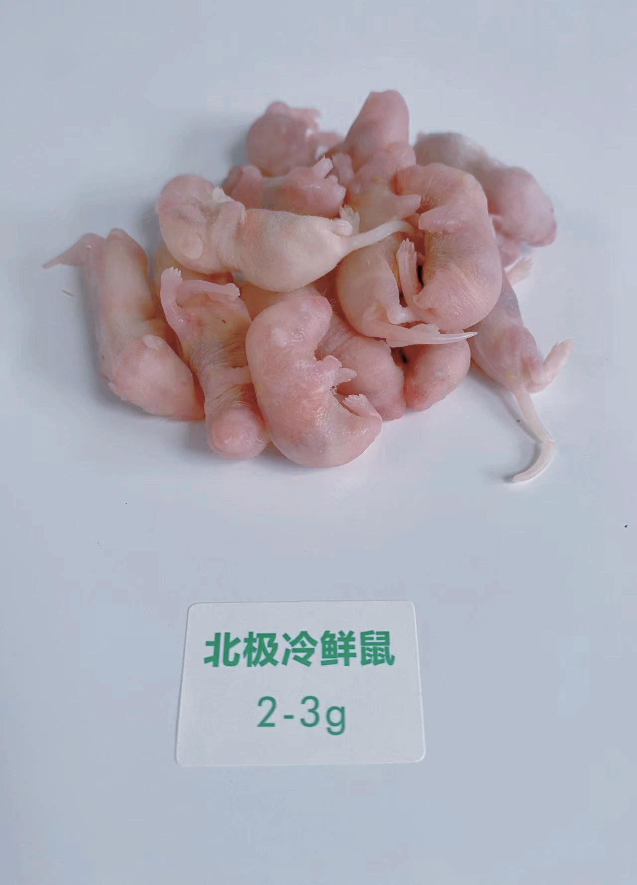北极冷鲜鼠 冰冻小白鼠 爬宠冻老鼠乳鼠白霜红皮跳跳宠物蛇食物鼠 detail 3