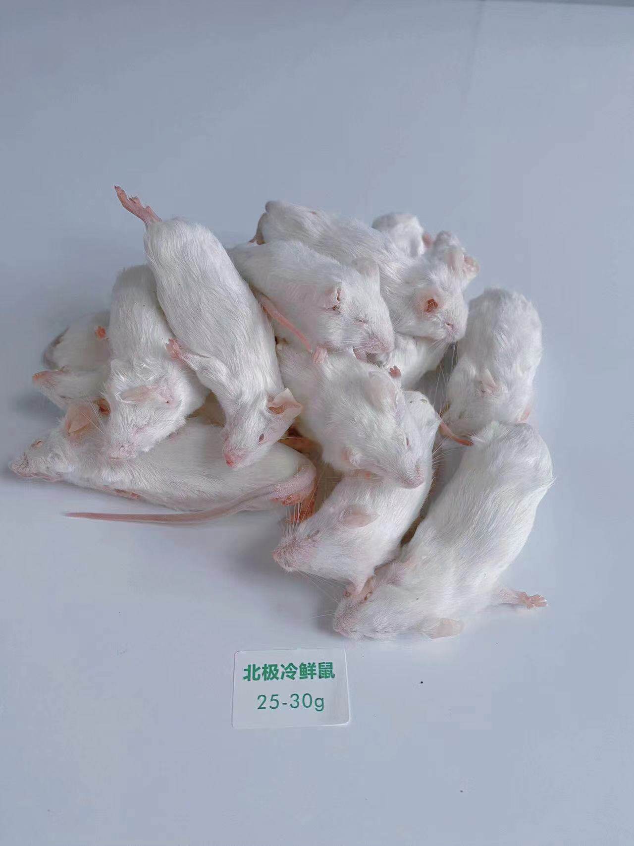 北极冷鲜鼠 冰冻小白鼠 爬宠冻老鼠乳鼠白霜红皮跳跳宠物蛇食物鼠 detail 10