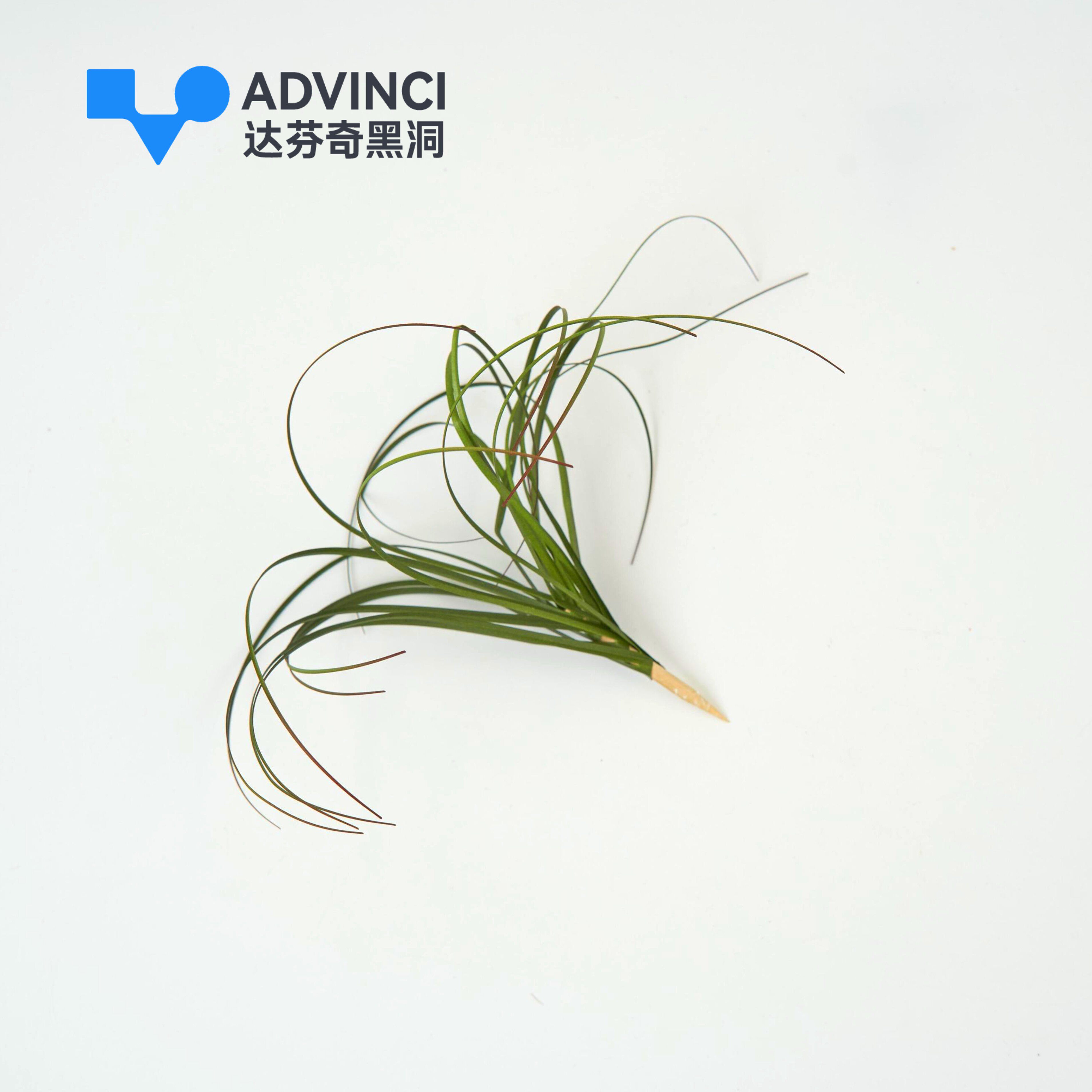 【达芬奇严选】爬宠仿真植物 detail 4