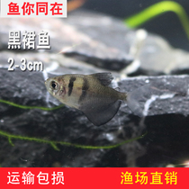 Black skirt fish Black Flag tropical ornamental fish live grass tank fish novice fish mixed fish