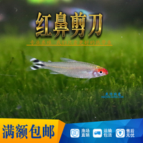 Red-nosed scissors fish tropical ornamental fish living Asian Red-Nosed Fish small fish group swimming grass tank live