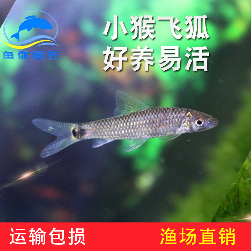 Tropical fish monkey flying fox algae removal fish tool fish black line flying fox ornamental fish first line flying fox black hair algae killer