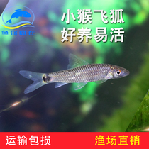 Tropical Fish Small Monkey Flying Foxtail Algae Fish Tool Fish Black Thread Fly Fox Ornamental Fish First-line Fly Fox Hairy Algae Killer