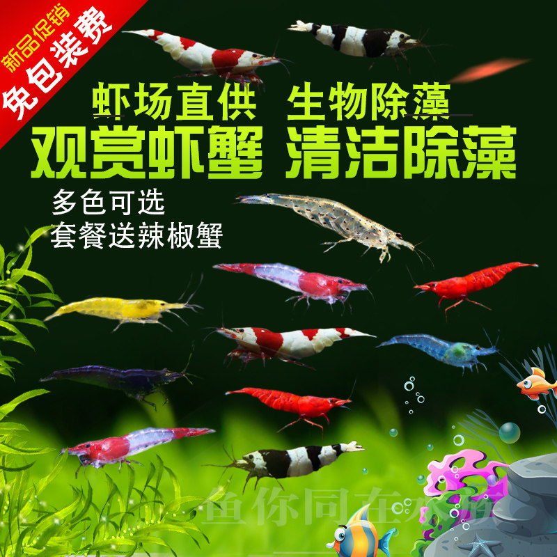 Ornamental shrimp Black shell shrimp Xiangji Shi Gold rice glass Extreme fire Cherry blossom Crystal glass Ornamental algae removal Live algae removal