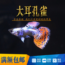Big-eared mosaic lace guppy fish Phoenix-tailed peacock tropical ornamental fish live small fish big-tailed grass tank