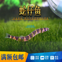 Coolies Loach larvae fish pets freshwater protein worms planarian ornamental living tropical small tool fish