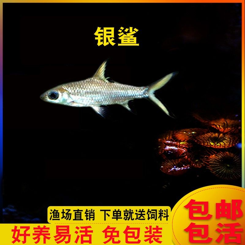 Silver shark reflective fish small tropical fish tropical fish ornamental fish live package live