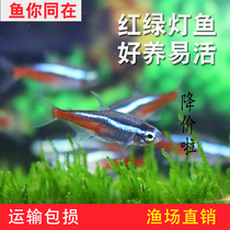 Traffic light fish red lotus Lotus lotus lamp living small tropical ornamental fish small lantern family grass tank freshwater group tour