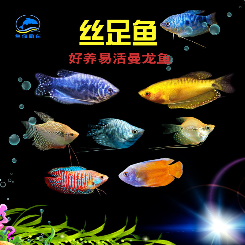 Yellow Blue Man Red Dragon Pearl Marathon Ball Colorful Living Fish Manlong Ball Aquarium Pet Live Live