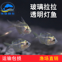 Glass Lara fish fish Lara cat transparent tropical ornamental fish red tail Crystal living group swimming grass tank mixed culture