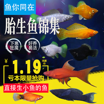 Birth Black Silver Golden Mary Ball Fish Mickey Cub Maniac Three-color Peony Red Sword Arrow Dovetail Mary Tropical Watching