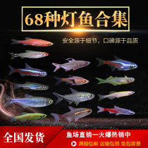 Live small fish traffic lights small lights fish tropical ornamental fish Lotus live fish fresh water