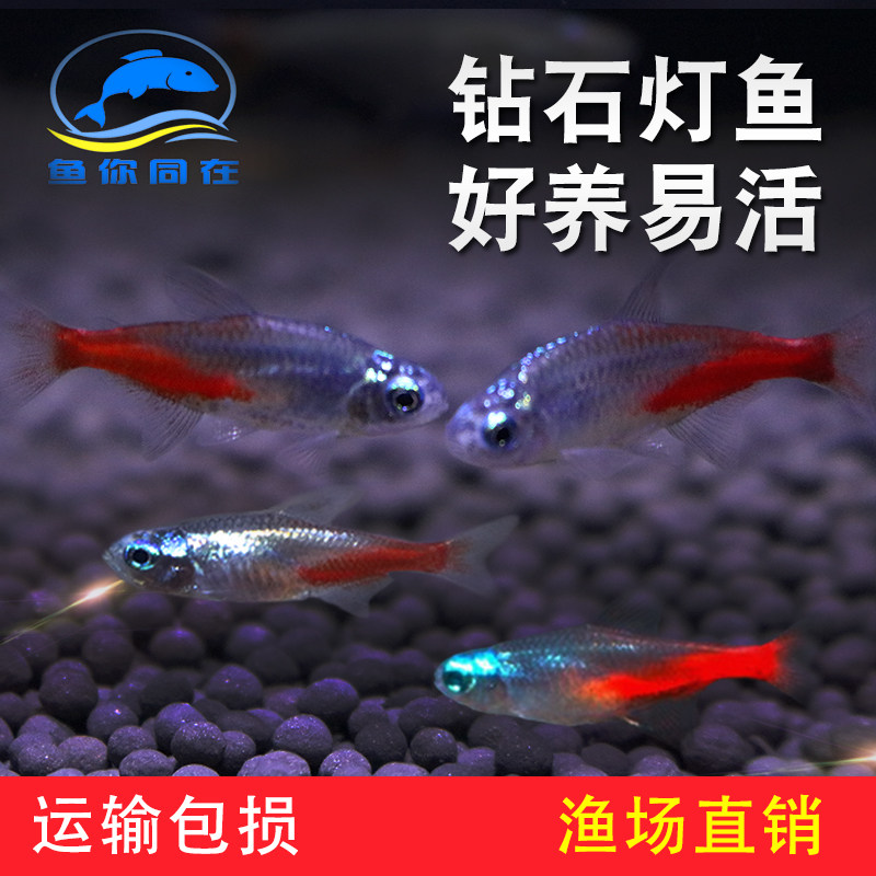 Diamond lamp fish Diamond neon fluorescent lamp fish Tropical ornamental fish live lamp fish Small fish package live