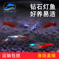Diamond Lantern Fish Diamond Neon Fluorescent Light Fish Tropical Ornamental Fish Live Light Fish Small Fish