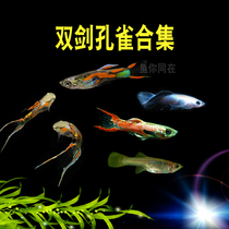Pure-bred panda double swords fish Anglass double sword watching mini panda Peacock tropical fish freshwater small fish good to raise