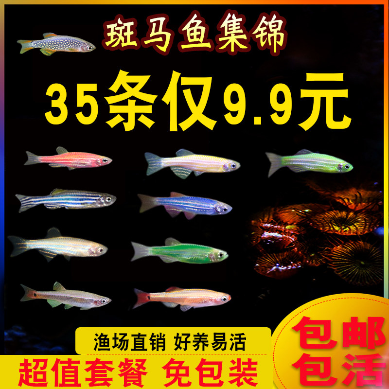 Fluorescent zebra fish green apple green zebra fish traffic light fish small live fish cold water fish tropical ornamental fish for good