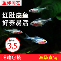 Red belly glass lamp fish white glass flag fish red belly tropical ornamental fish live group swimming grass tank fish