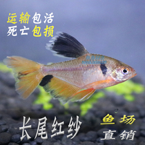 Long Tail Red Yarn Ripped Flag Fish Lamp Glass Red Coat Dream Ripped Flags Tropical Ornamental Fish Living Grass Vat Group Tours