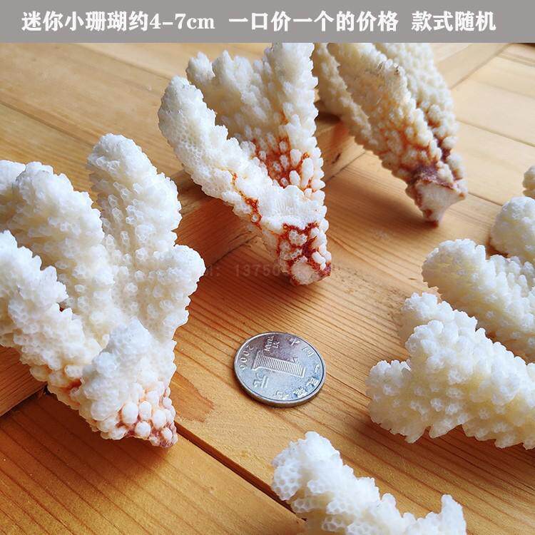 Underwater broken small mini coral 1 4-5 cm shell sea starfish snail fish tank wedding decoration