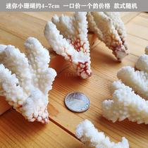 Seabed broken mini Coral 1 4-5cm shell sea sea starfish snail fish tank wedding arrangement