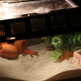 Ящерица ящерицы пустыни капера