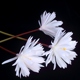 Hoa mô phỏng hoa giả hoa phong cách cổ xưa Han quần áo cầm tay hoa đạo cụ chụp trang trí hoa sen trang trí nghệ thuật mô phỏng hoa.