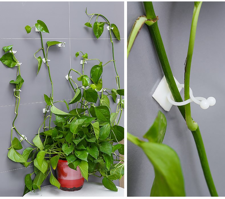 Vine Xinjiang green wall paste indoor self-adhesive beautification hook climbing wall fixer without trace green rot