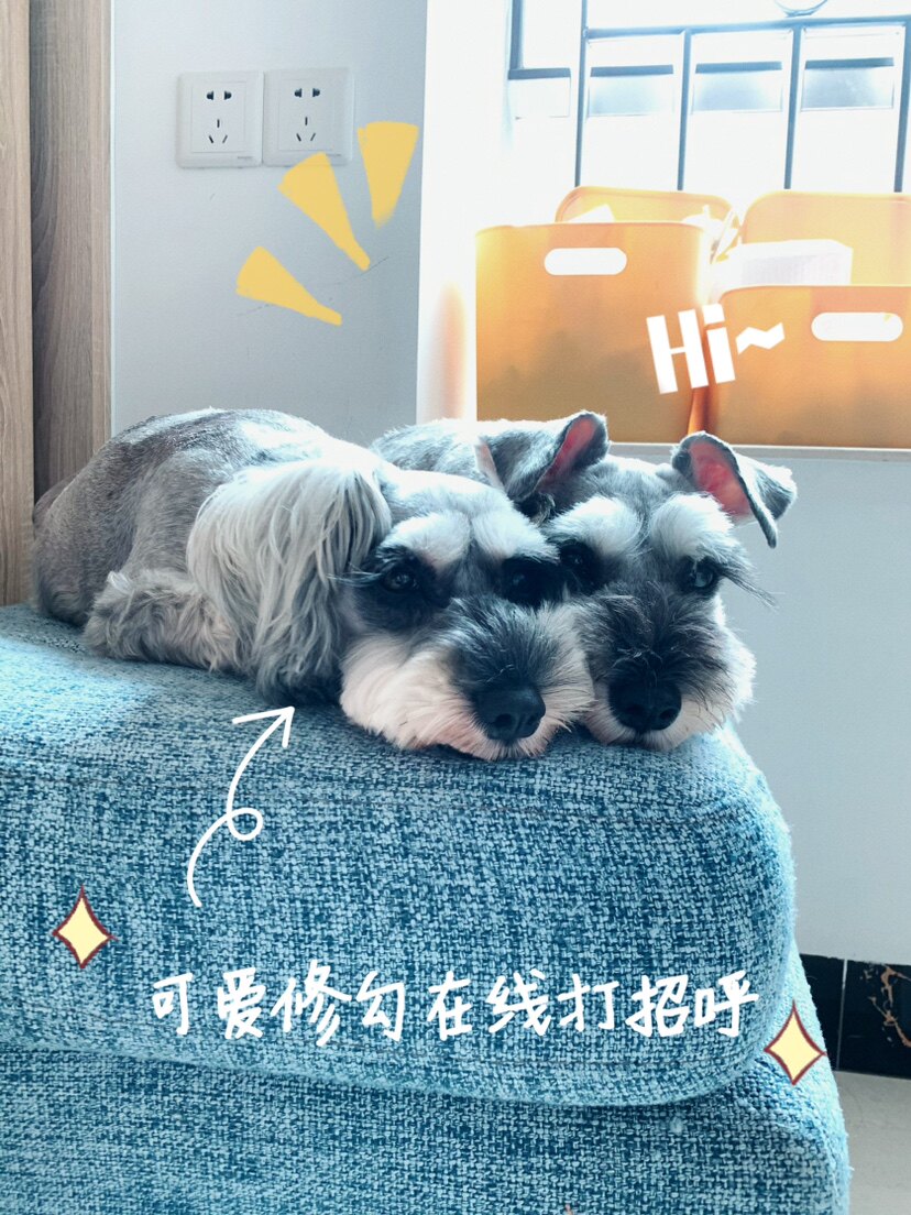 虾米小宠