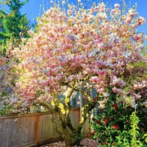 Purple Yellow White Red Jade Orchid Sapling large ground planting Courtyard Room inside and outside Greening plants to see cold and resistant flowers