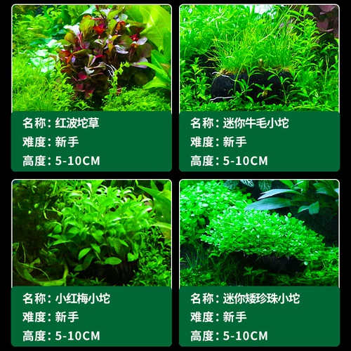 Рыба аквариума водные трава растит настоящая трава живая тело, кислород, негативная пресноводная трава новичка ленивая вода баньянская ландшафтная ландшафт