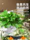Round Fish Tank Filter Wall-Mounted Waterfall Water Purification Circulation Three-In-One Small Water Pump Oxygen Generator Filter Box