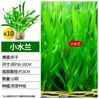 [Гигантский рисунок 1 волосы 10] 10 маленьких водных орхидеев