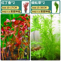 [Комбинация новичка] Красная гвоздика+cao cao