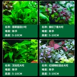 Рыба аквариума водные трава растит настоящая трава живая тело, кислород, негативная пресноводная трава новичка ленивая вода баньянская ландшафтная ландшафт