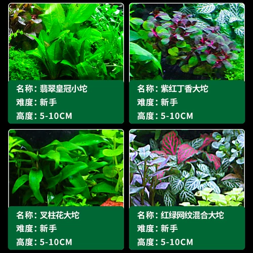 Рыба аквариума водные трава растит настоящая трава живая тело, кислород, негативная пресноводная трава новичка ленивая вода баньянская ландшафтная ландшафт