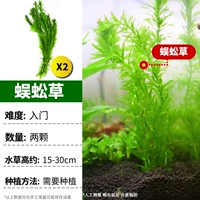 【Купите 1 Отправить 2 специальных предложения】 Lao Cao/2