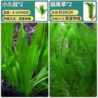 [Специальная фонд -группа] Little Nine Nine Crown+Fox Hail