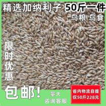Grade A Canary Seeds Parrot Bird Food Oil-tipped Chestnut White-tipped Chestnut Thatched Cottage Seed Bird Food 50kg per piece more savings