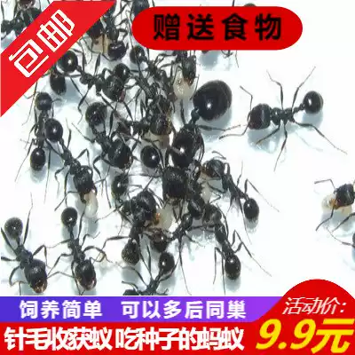 Little Mo Ant House Needle Hair Harvest Ant Pet Ant Ant Workshop Castle